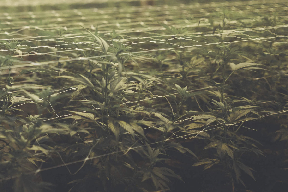 Alles Hanf oder doch nicht? Was wir über CBD wissen!