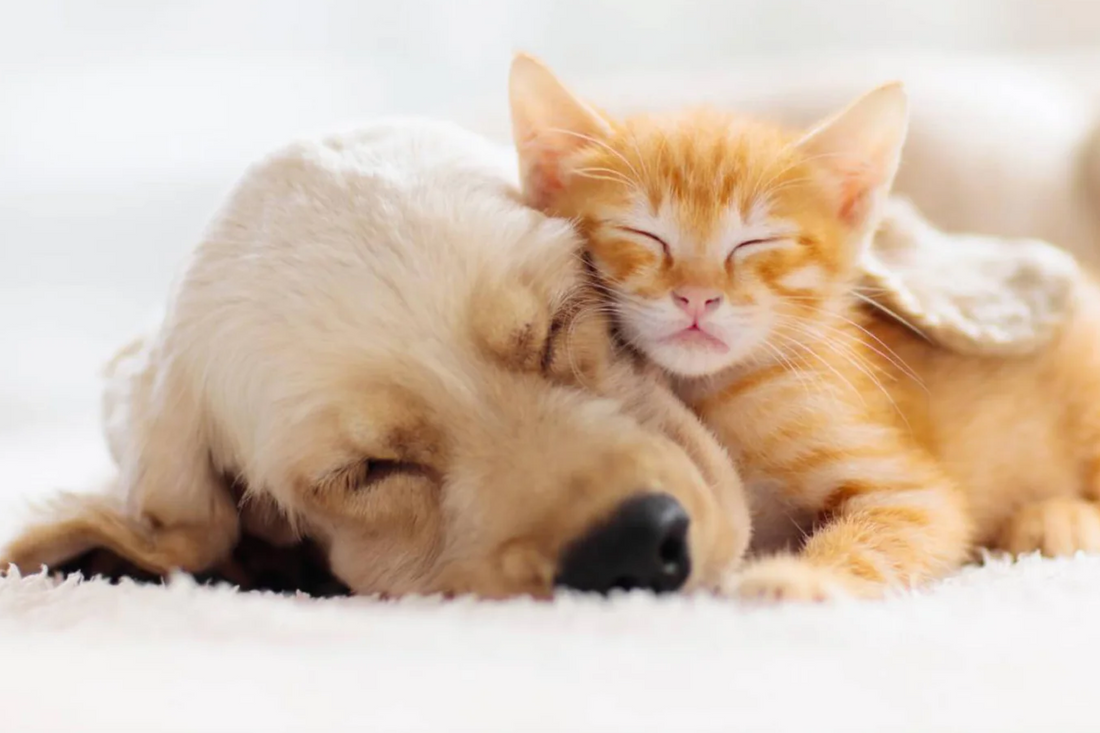 CBD für Hunde und Katzen – Natürliche Unterstützung für unsere tierischen Freunde